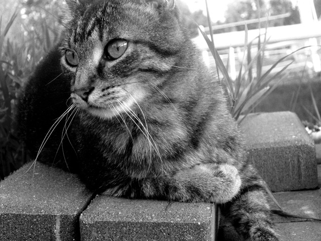 Photography by FamousAsset for DesignCrowd (Community Contests) | Design #8999973