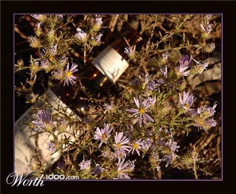 Photography by cshutt