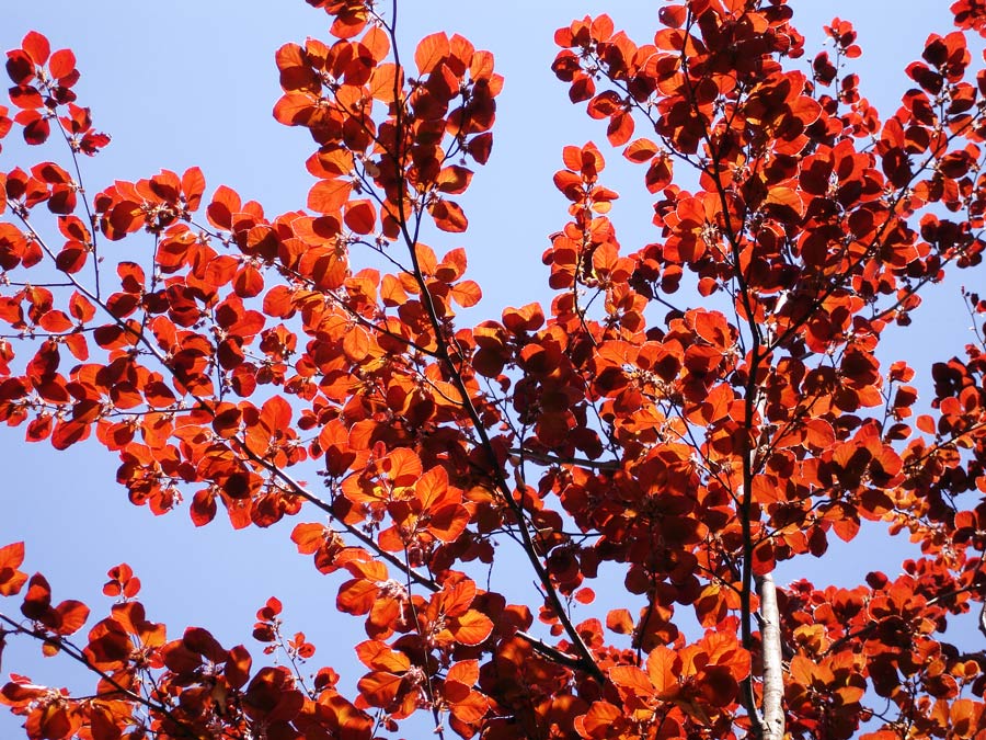 Fotografie von mangoslushy für DesignCrowd (Community Contests) | Design #8997954