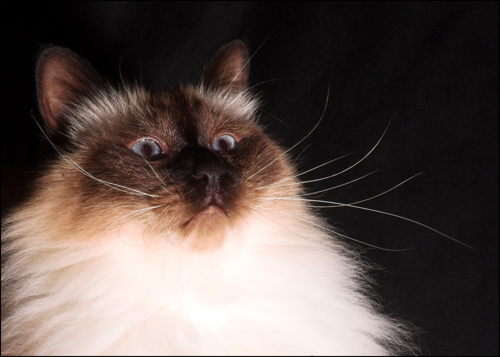 Photography by kimbomac for DesignCrowd (Community Contests) | Design #8999967