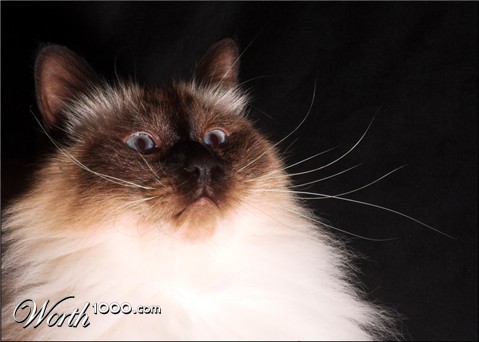 Photography by kimbomac