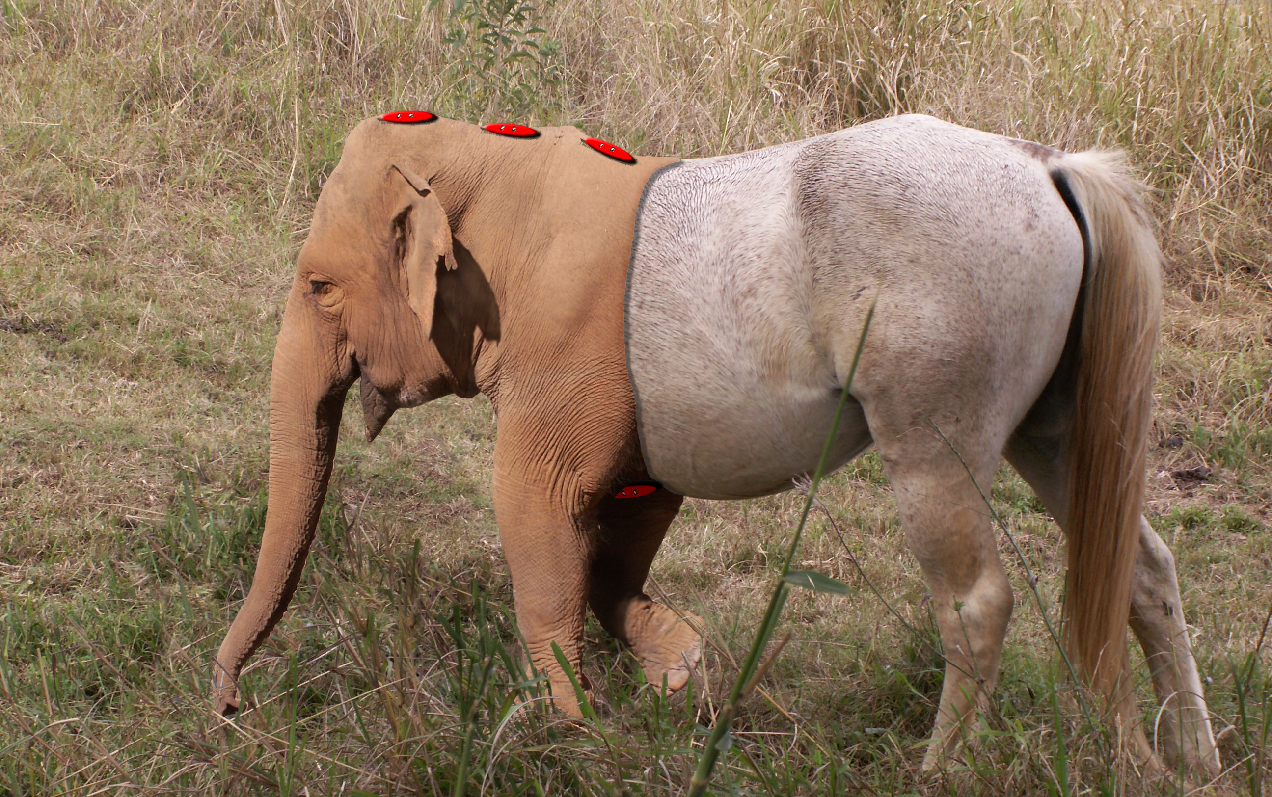 Photoshop Design by SirToby1971 for DesignCrowd (Community Contests) | Design #8998995