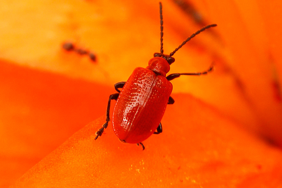 Photography by frevik for DesignCrowd (Community Contests) | Design #8997969