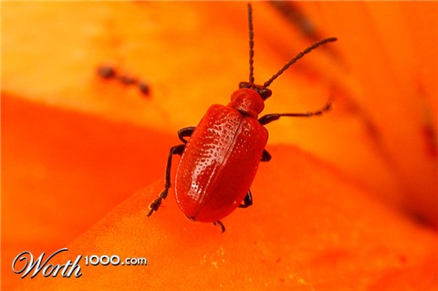 Photography by frevik