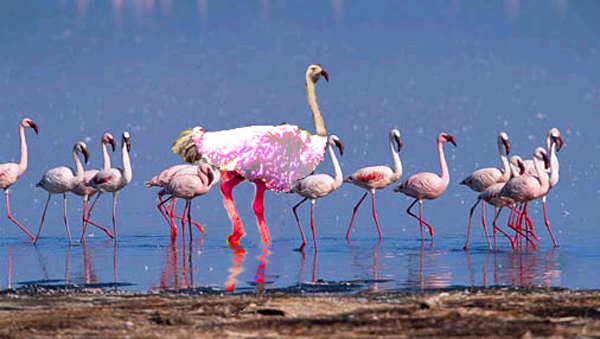 Photoshop Design by PeterAAAWelch for DesignCrowd (Community Contests) | Design #8998989