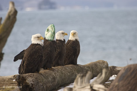 Diseño de Photoshop por lilmickk para DesignCrowd (Community Contests) | Diseño #8999027