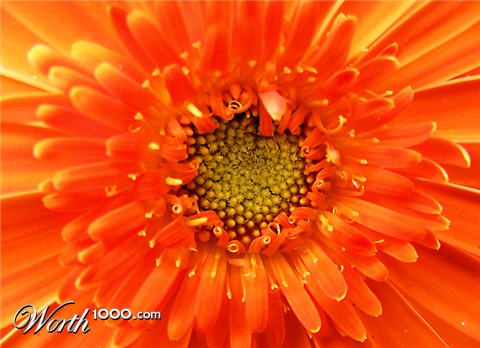 Photography by greenjesus