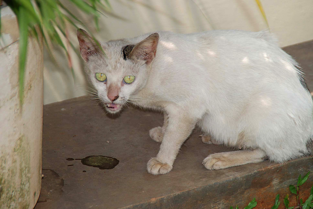 Fotografía por gymp93 para DesignCrowd (Community Contests) | Diseño #8999983