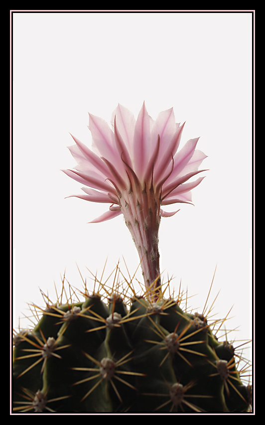 Fotografía por IsleofJura para DesignCrowd (Community Contests) | Diseño #8998096