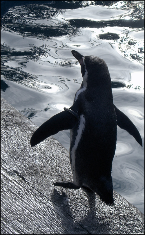 Fotografie von Flimzer für DesignCrowd (Community Contests) | Design #9004276