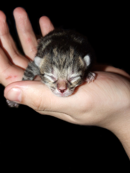 Photography by gwyfer for DesignCrowd (Community Contests) | Design #8999988