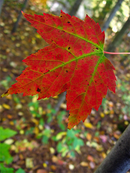 Fotografie von prancing67pony für DesignCrowd (Community Contests) | Design #8998888