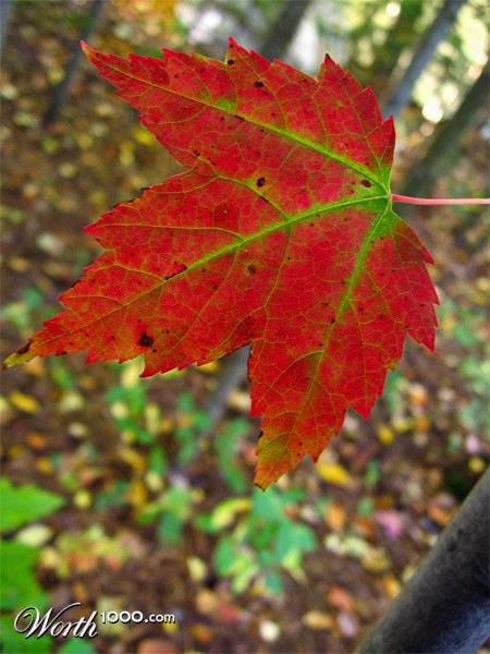 Photography by prancing67pony