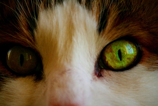 Fotografie von ELEAZAR für DesignCrowd (Community Contests) | Design #9000009