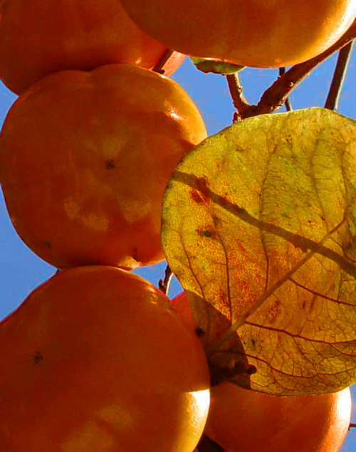 Photography by ljvgtj for DesignCrowd (Community Contests) | Design #8998040