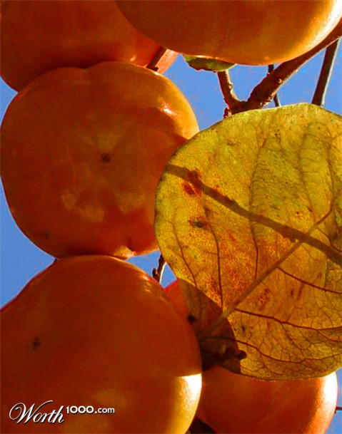 Photography by ljvgtj