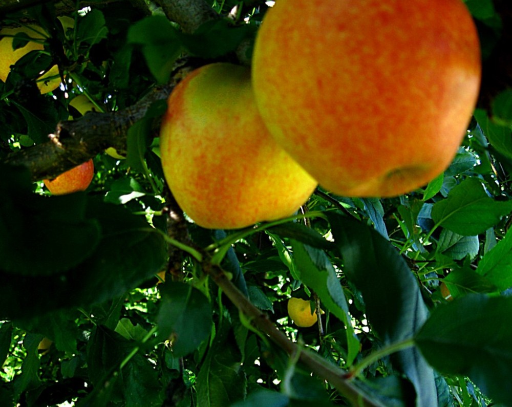 Fotografie von spincast1123 für DesignCrowd (Community Contests) | Design #8998900