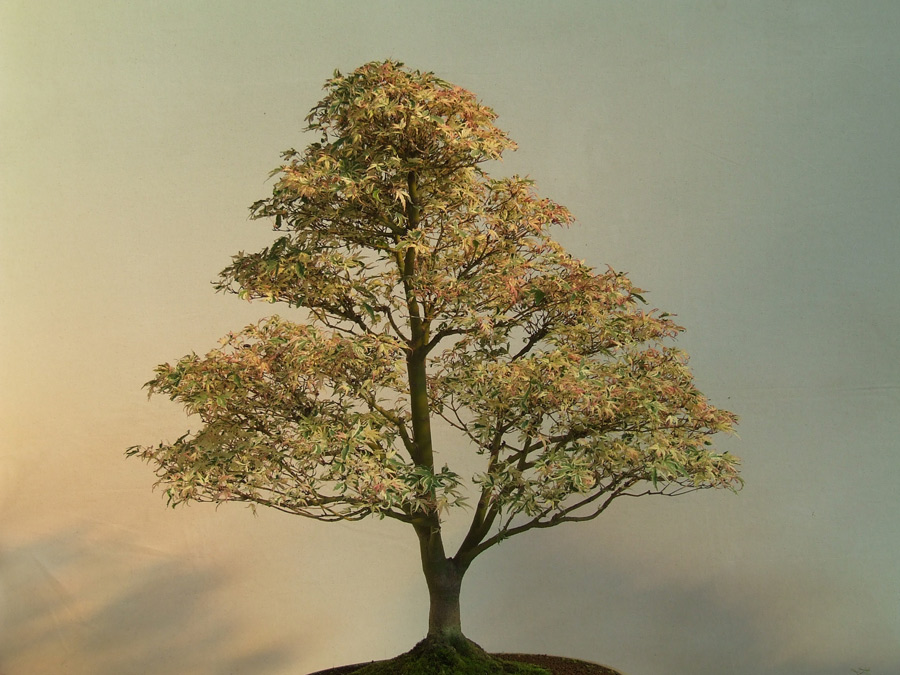 Photography by metalteacher for DesignCrowd (Community Contests) | Design #8998916