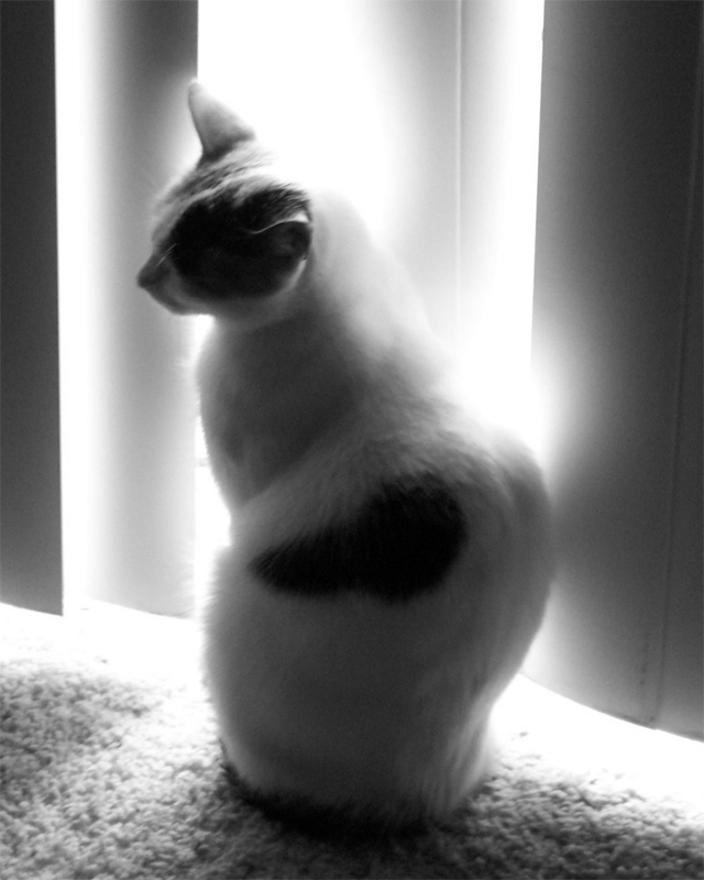 Photography by jfailes for DesignCrowd (Community Contests) | Design #9000035