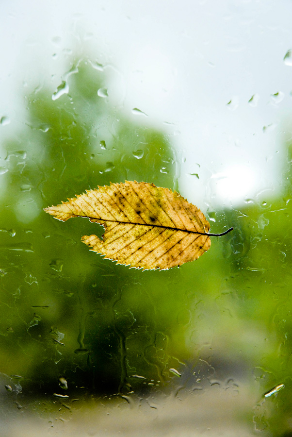 Photographie par katekriger pour DesignCrowd (Community Contests) | Design #8998912