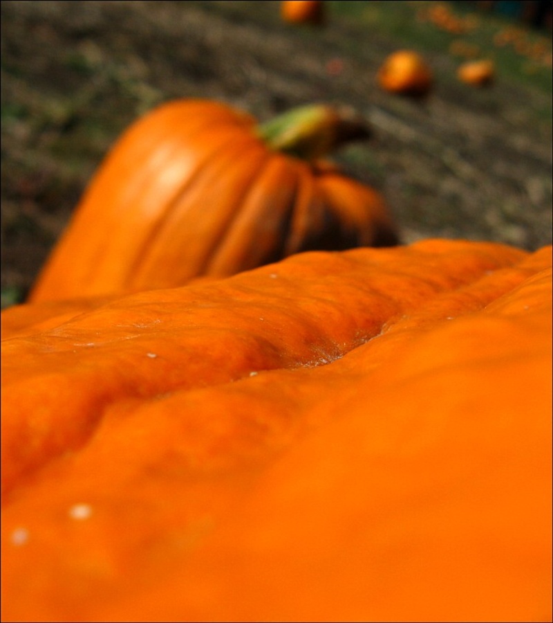 Fotografie von spincast1123 für DesignCrowd (Community Contests) | Design #8998007