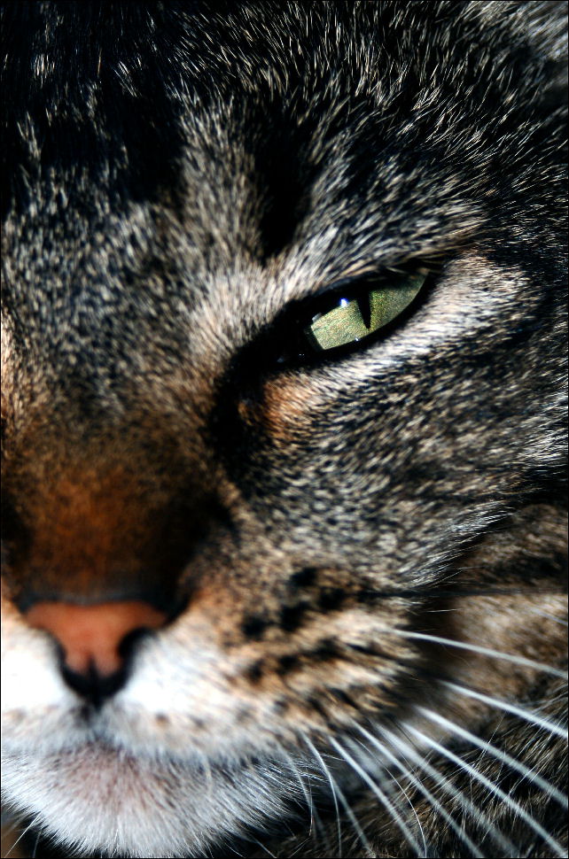 Photographie par tlovesd pour DesignCrowd (Community Contests) | Design #9000001