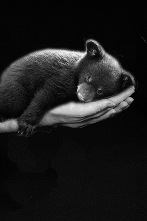 Diseño de Photoshop por Imamami para DesignCrowd (Community Contests) | Diseño #9000800