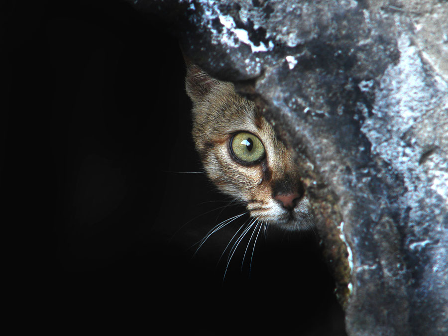 Photography by bigevil600 for DesignCrowd (Community Contests) | Design #9000012