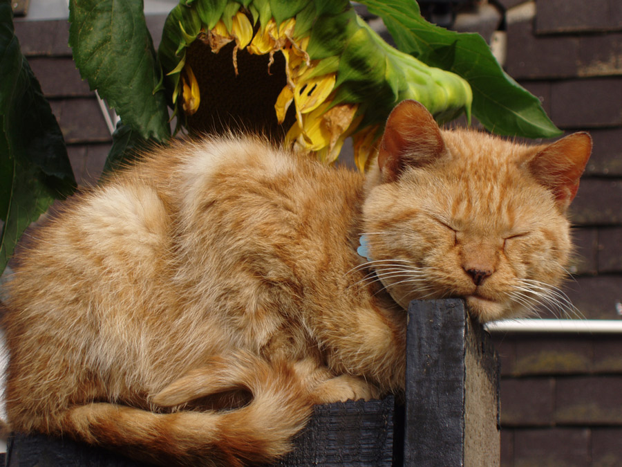 Photography by splong for DesignCrowd (Community Contests) | Design #9000040