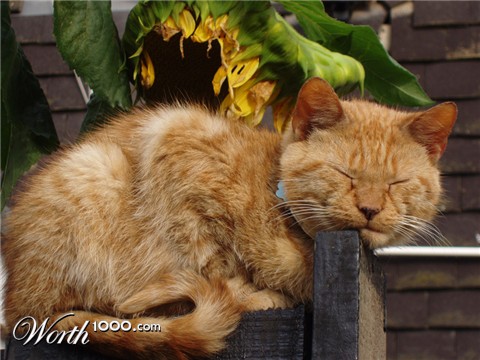 Photography by splong