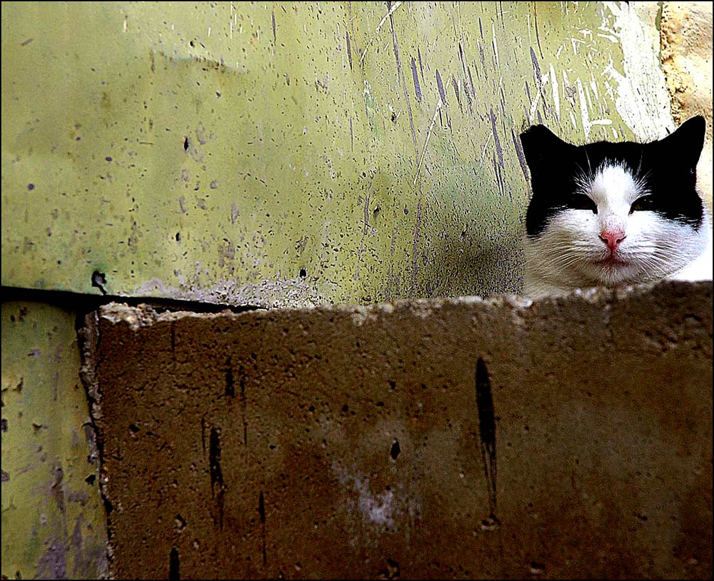 Photography by Ronbrandt for DesignCrowd (Community Contests) | Design #8999996