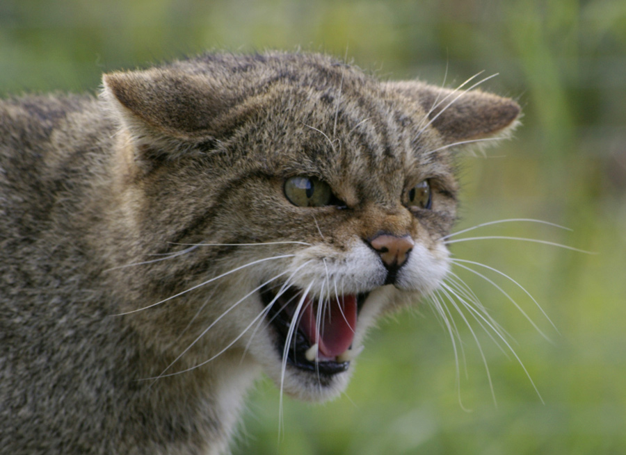 Photographie par Rvannith pour DesignCrowd (Community Contests) | Design #9000149