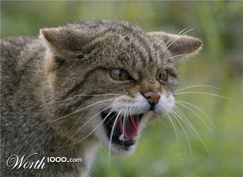 Photography by Rvannith