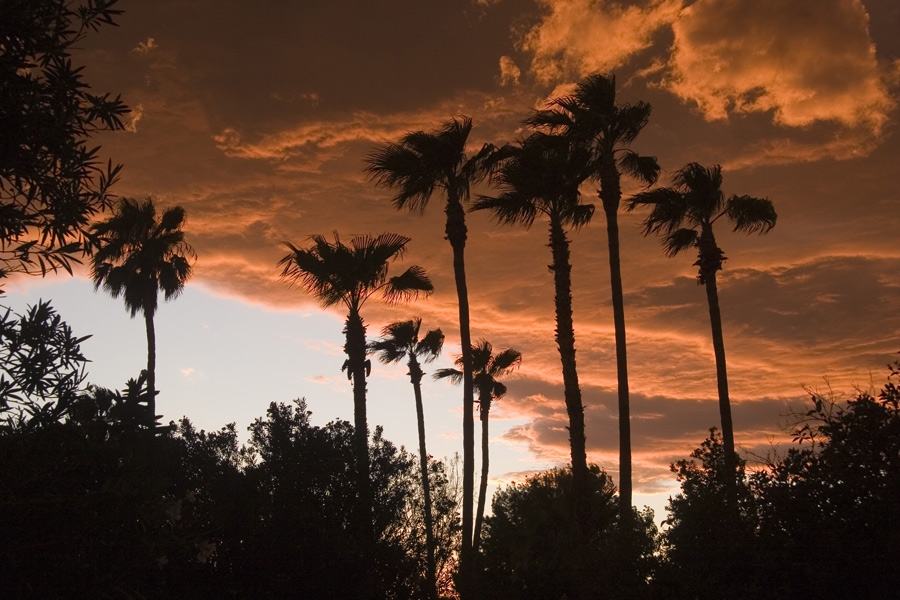 Photography by DreamyDog for DesignCrowd (Community Contests) | Design #8998939