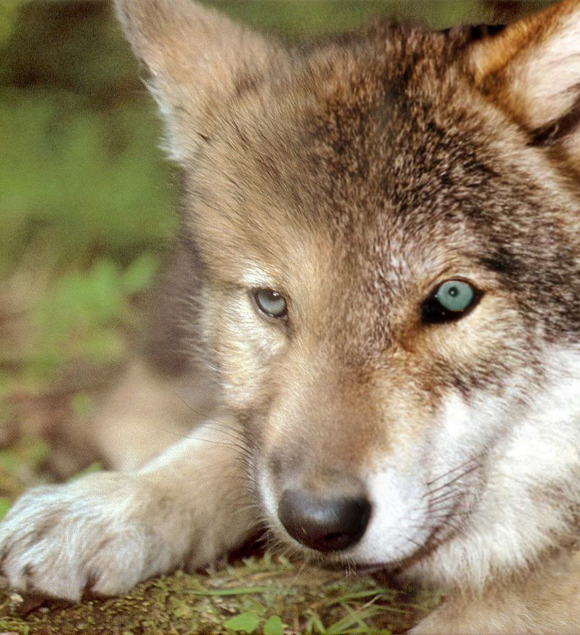 Photoshop Design by sunnythekid for DesignCrowd (Community Contests) | Design #8997074