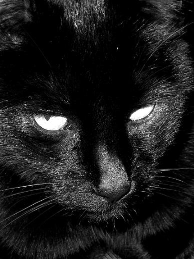 Photographie par bestpicturesever pour DesignCrowd (Community Contests) | Design #9000136