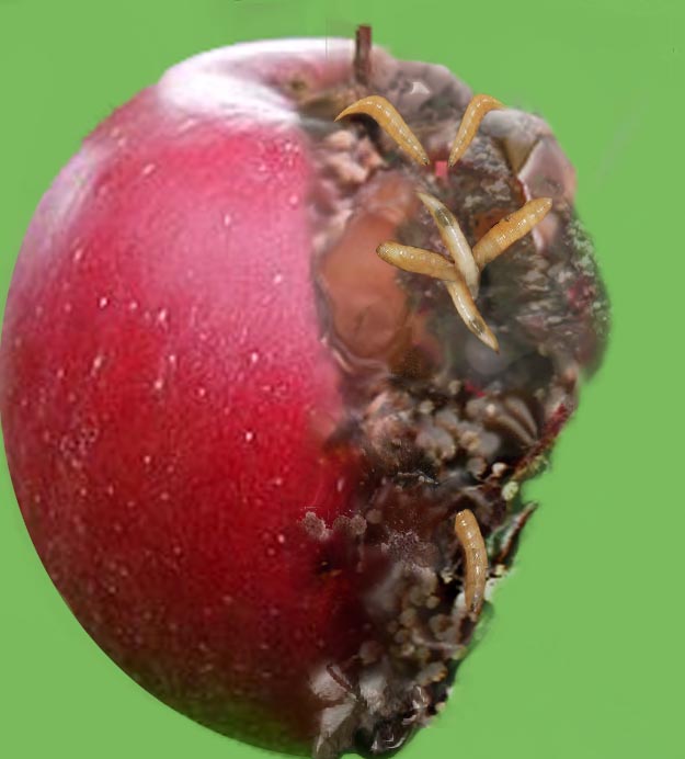 Photoshop Design by baberuthmd for DesignCrowd (Community Contests) | Design #8997109