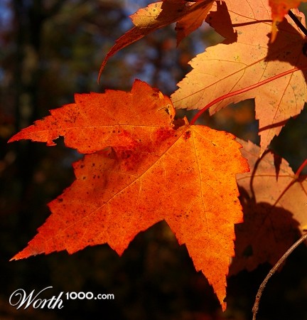 Photography by Ajudith