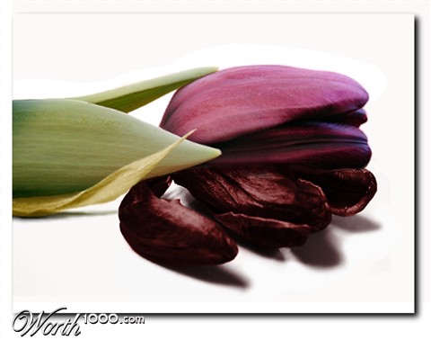 Photoshop Design by awhicker
