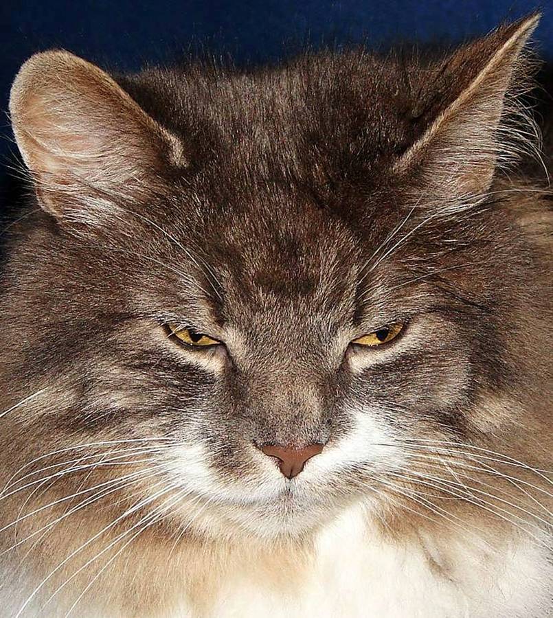 Photographie par Berilu pour DesignCrowd (Community Contests) | Design #9000130