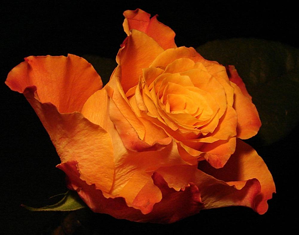 Photographie par Berilu pour DesignCrowd (Community Contests) | Design #8998119