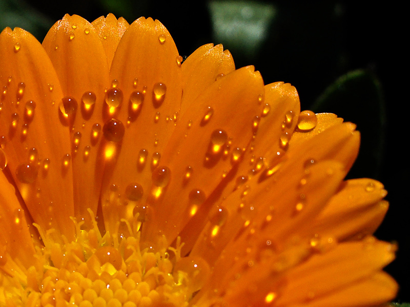 Fotografía por IsleofJura para DesignCrowd (Community Contests) | Diseño #8998104