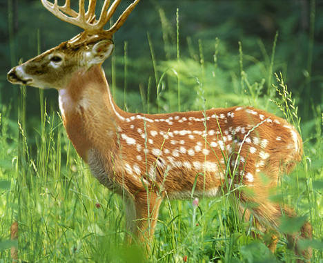 Photoshop Design by Mattagin for DesignCrowd (Community Contests) | Design #8997117