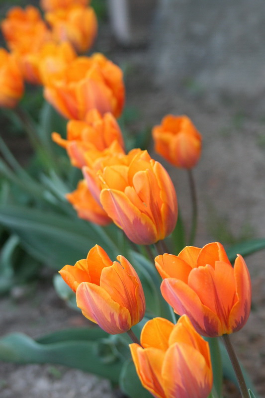 Fotografie von mzmzmzmz für DesignCrowd (Community Contests) | Design #8998091