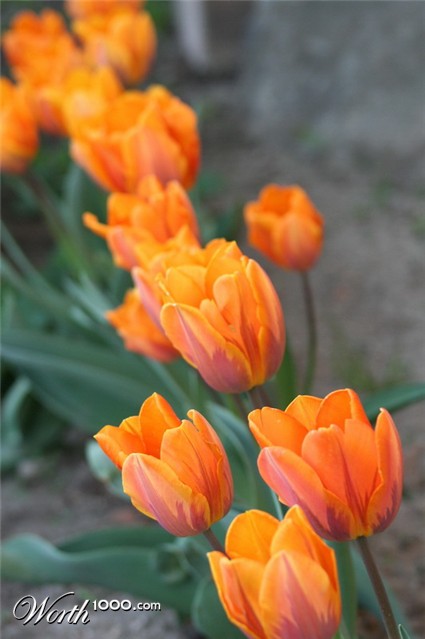 Photography by mzmzmzmz