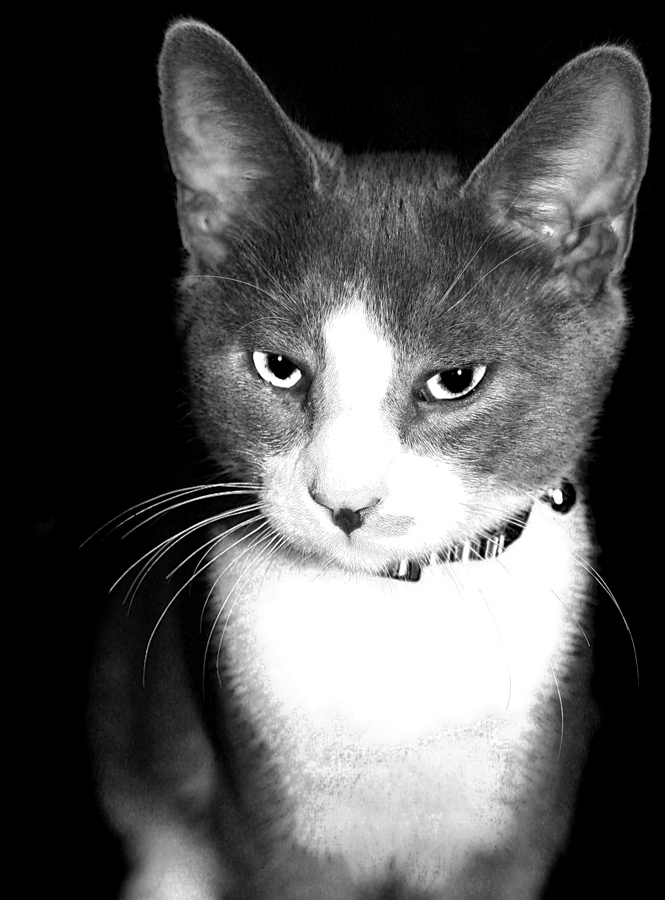 Photographie par Viciousvixievenus pour DesignCrowd (Community Contests) | Design #9000132