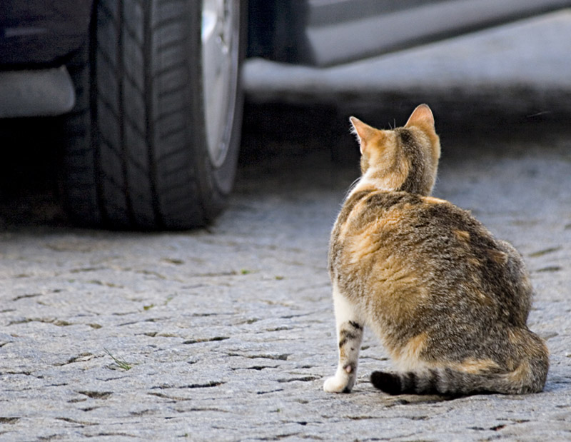 Photography by Mohave for DesignCrowd (Community Contests) | Design #9000110