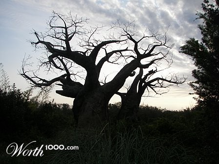 Photography by melissathomaston