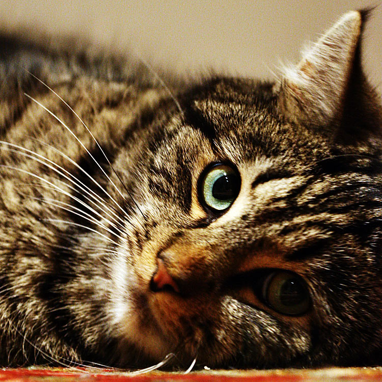 Photographie par Anabole pour DesignCrowd (Community Contests) | Design #9000091