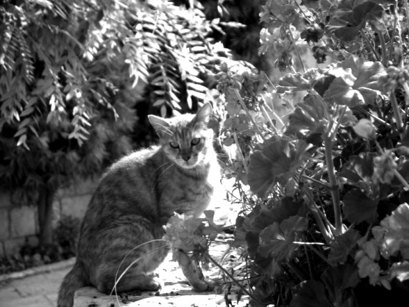 Photography by tcb4redsox for DesignCrowd (Community Contests) | Design #9000135